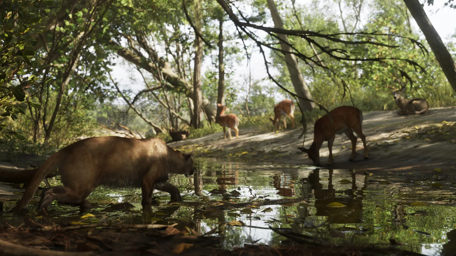 A cougar stalks deer drinking at a stream.